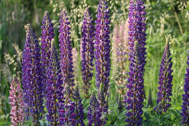 Photo une photo complète de plantes à fleurs violettes