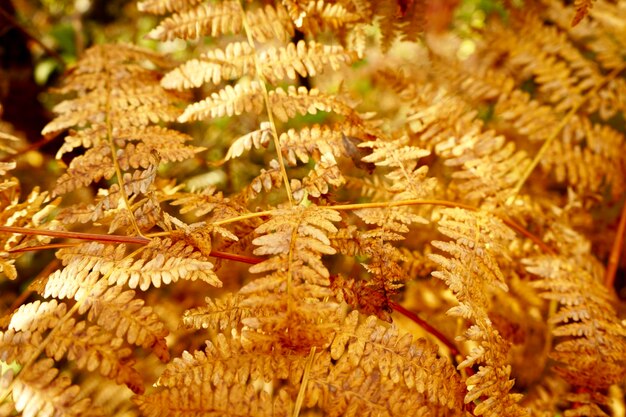 Une photo complète de plantes à fleurs