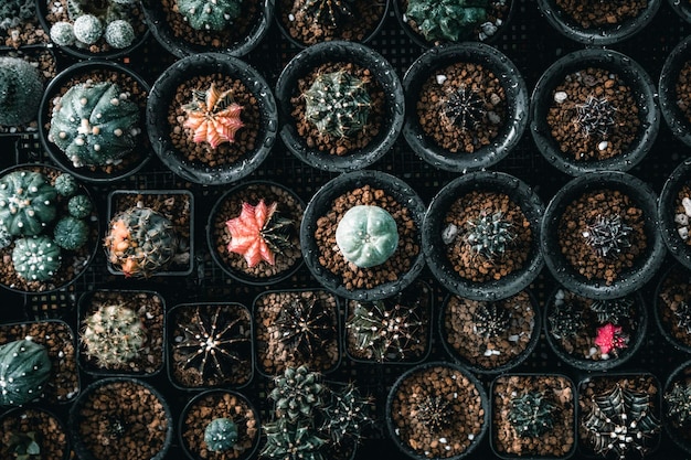 Photo une photo complète de plantes en pot