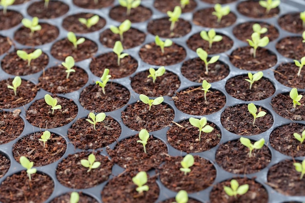 Photo une photo complète de plantes en pot