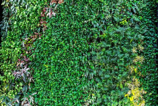 Photo une photo complète des plantes qui poussent dans la forêt