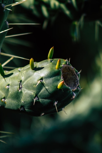 Une photo complète de plantes succulentes