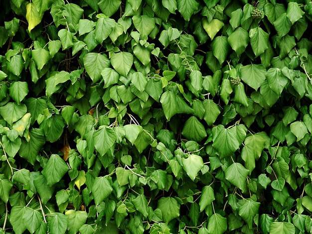 Photo une photo complète de plantes vertes fraîches