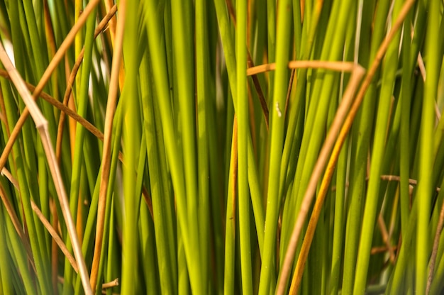 Photo une photo complète de plantes vertes