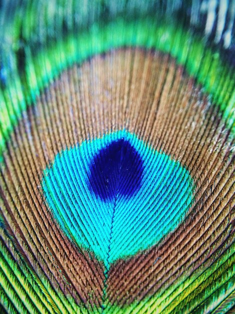 Une photo complète d'une plume de paon