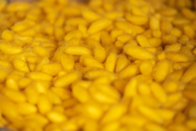 Une photo complète de poivrons jaunes.