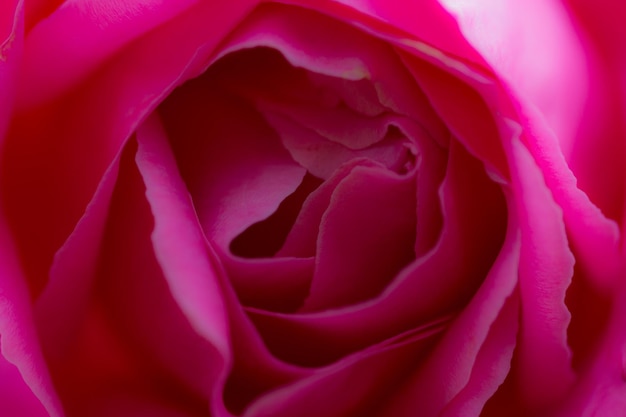 Une photo complète d'une rose rose.