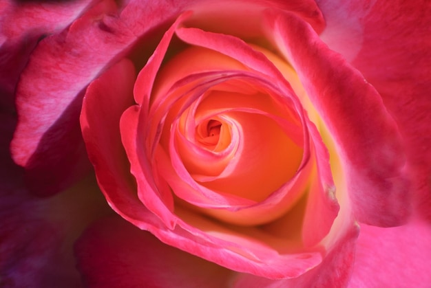 Une photo complète d'une rose rose.