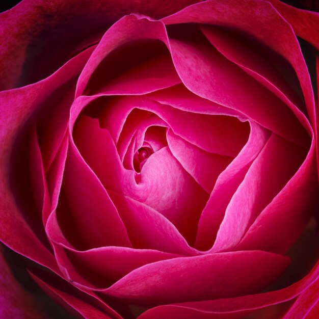 Une photo complète de la rose rouge.