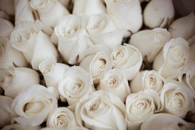 Photo une photo complète de roses blanches