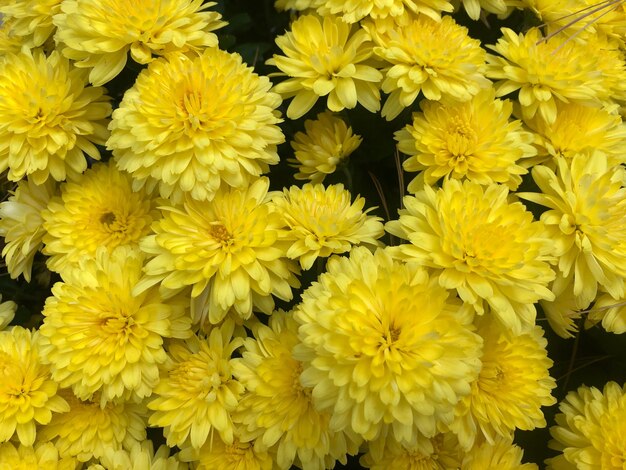 Photo une photo complète de roses jaunes