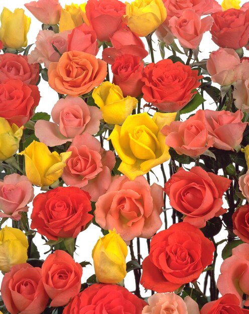 Photo une photo complète de roses multicolores