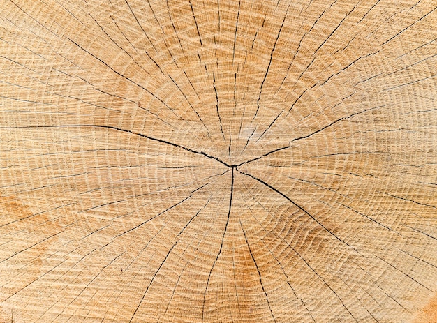 Une photo complète de la souche d'un arbre