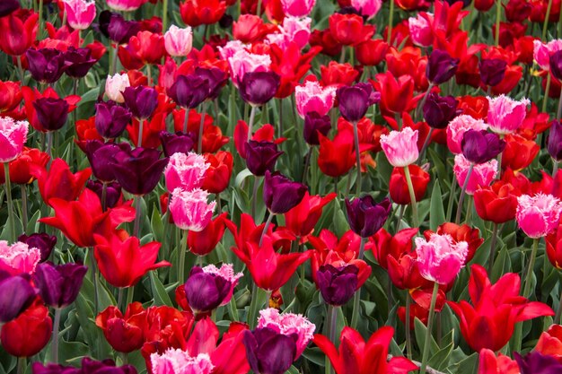 Une photo complète de tulipes rouges