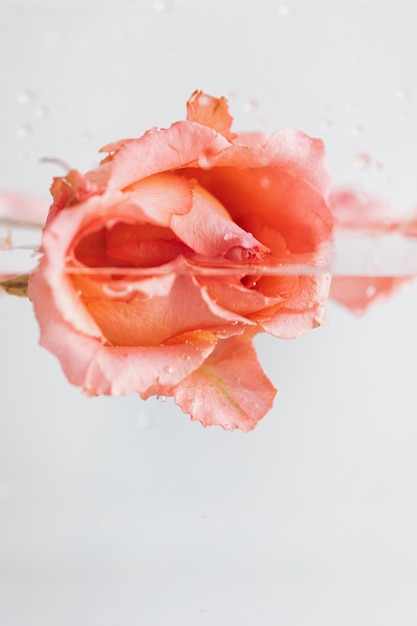 photo conceptuelle de divers types de fleurs