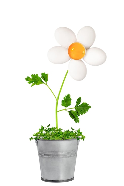 Photo conceptuelle de fleur de camomille à base d'oeufs et de persil isolé sur blanc Concept minimal