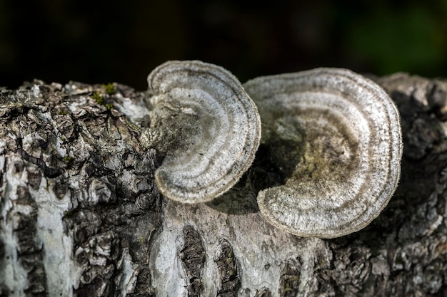 Photo conceptuelle de la nature. Champignons de la vie sauvage dans la nature.