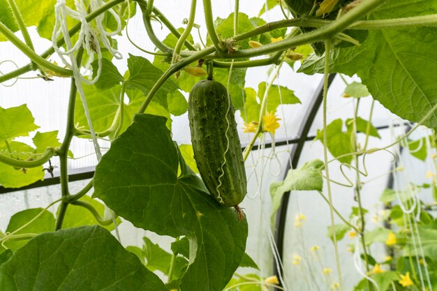 photo d'un concombre dans le jardin