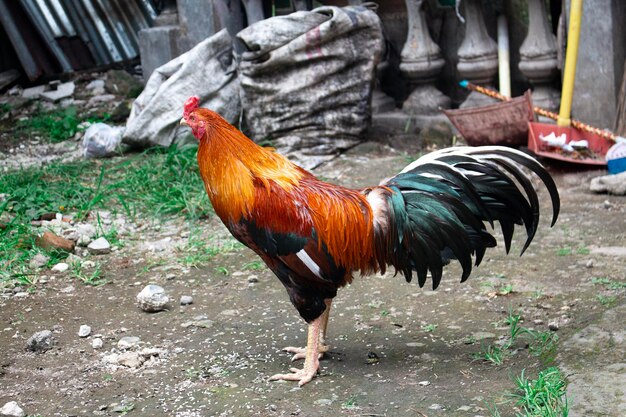 Photo une photo d'un coq dans la cour