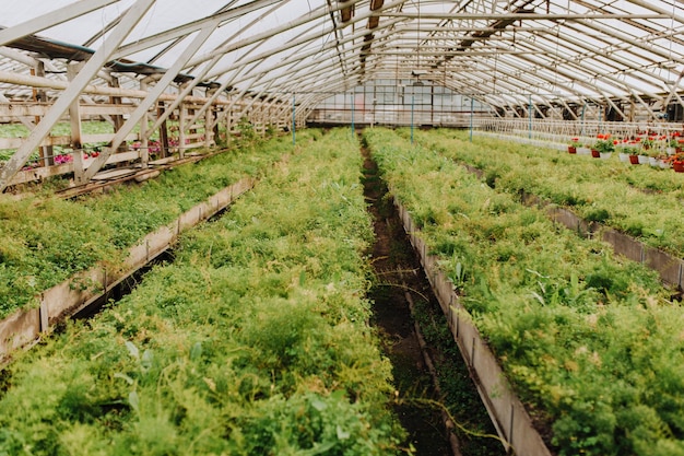 Photo couleur de semis en pots dans une pépinière