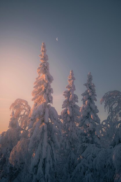 photo de couverture de glace arbre de pin ciel de montagne et image de jour avec