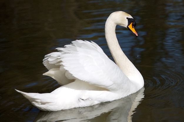 Une photo d&#39;un cygne en liberté