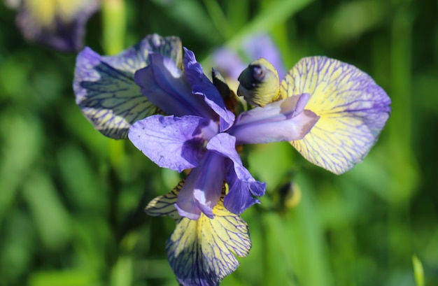 photo de dessus de fleurs d'iris bleu sur fond vert flou naturel