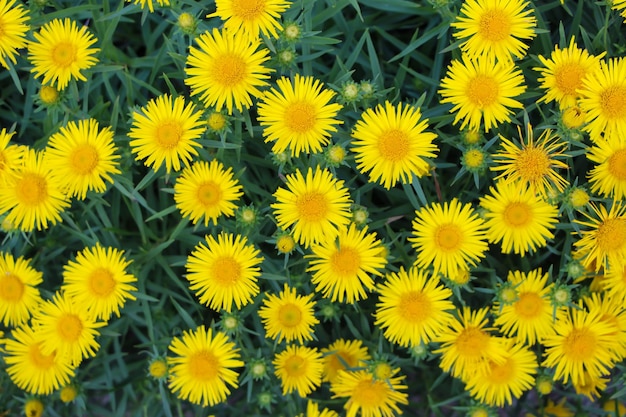 photo de dessus de fleurs jaunes dans le jardin botanique (lat. Asteraceae)