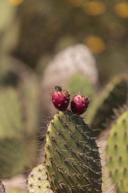 Une photo détaillée d'un cactus sur un fond flou