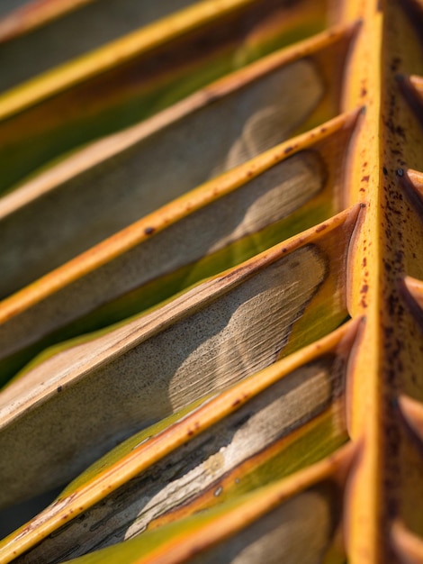 Photo une photo détaillée d'une feuille de noix de coco