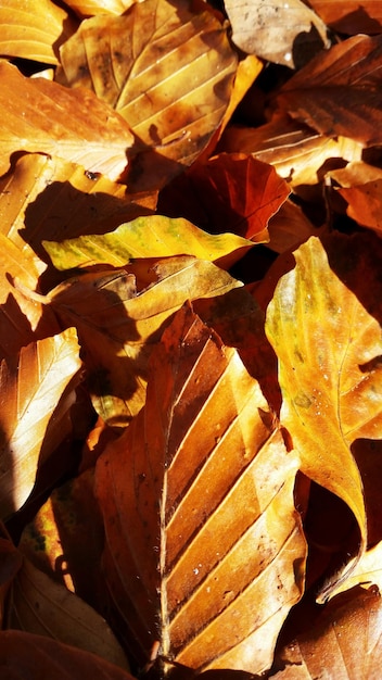 Photo une photo détaillée des feuilles d'automne en arrière-plan