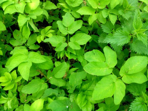 Une photo détaillée des feuilles vertes