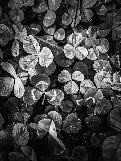 Photo une photo détaillée des feuilles