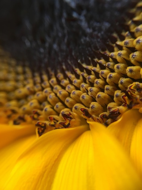 Photo une photo détaillée d'une fleur jaune