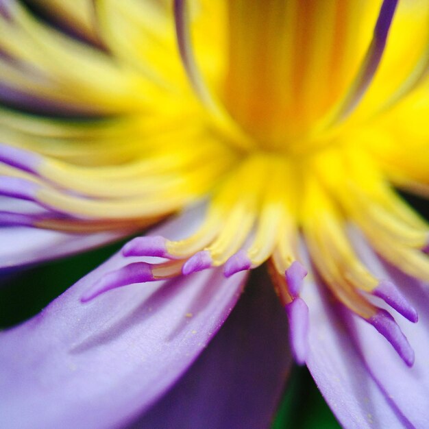 Photo une photo détaillée d'une fleur