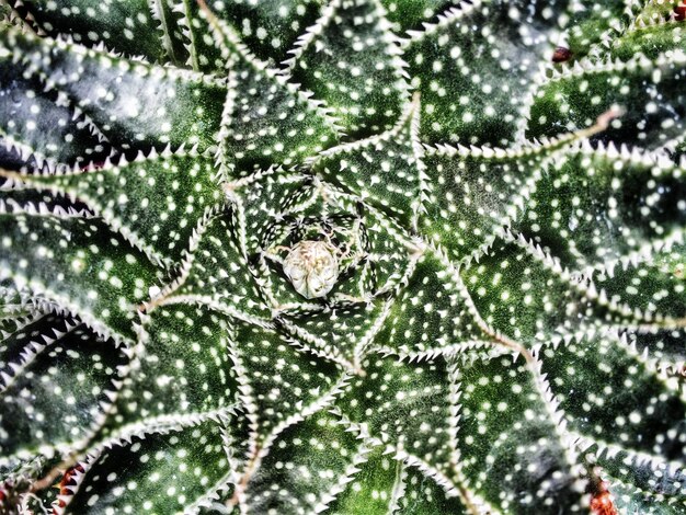 Photo une photo détaillée d'une fleur