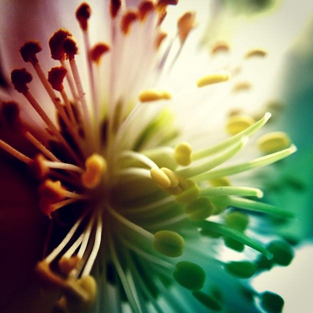 Photo une photo détaillée d'une fleur