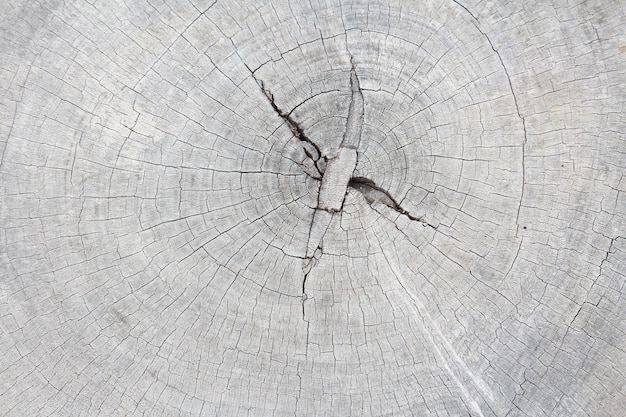Une photo détaillée d'une souche d'arbre