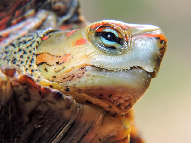 Une photo détaillée d'une tortue