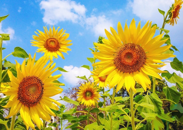 Une photo détaillée de tournesols