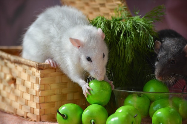 Photo de deux beaux rats mangeant des pommes.