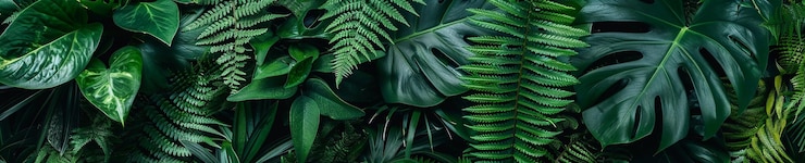 Photo une photo de diverses plantes vue du haut