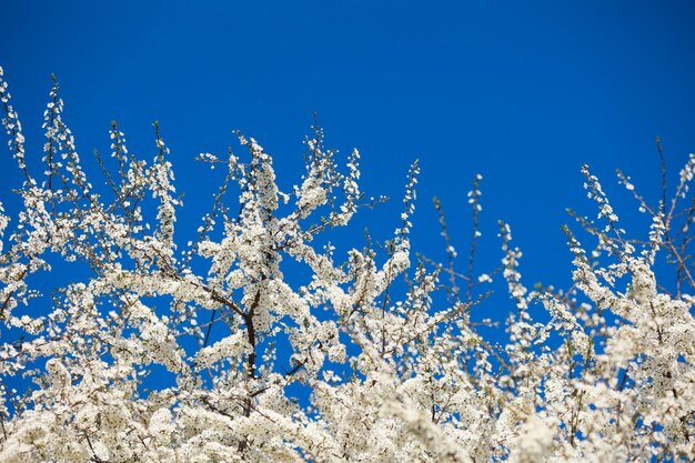 Photo douce de bourgeons de pomme blanche en fleurs se bouchent sur un fond de ciel bleu