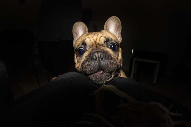 Photo dramatique de petit chien carlin la nuit à l'intérieur d'un appartement jouant sur le sol