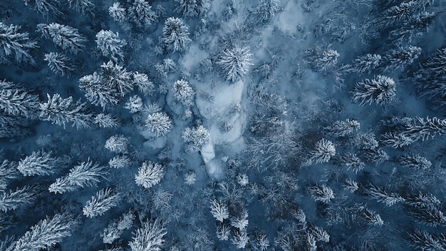 Photo de drone d'arbres à feuilles persistantes couverts de neige après un blizzard hivernal en Lituanie.