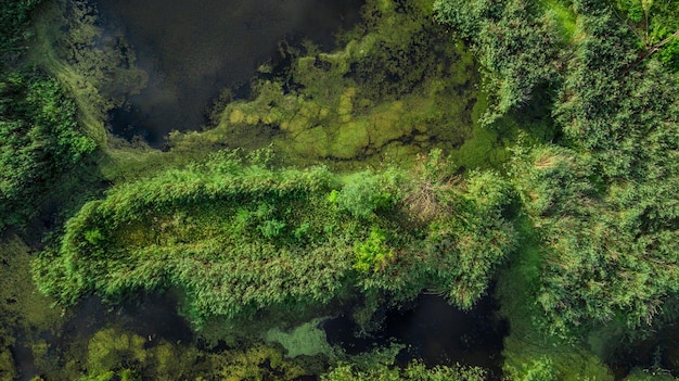 Photo de drone au-dessus d'un marais avec des arbres verts