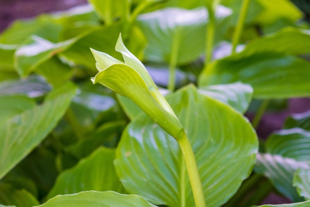 Photo du beau bourgeon vert de fleur blanche dans le jardin