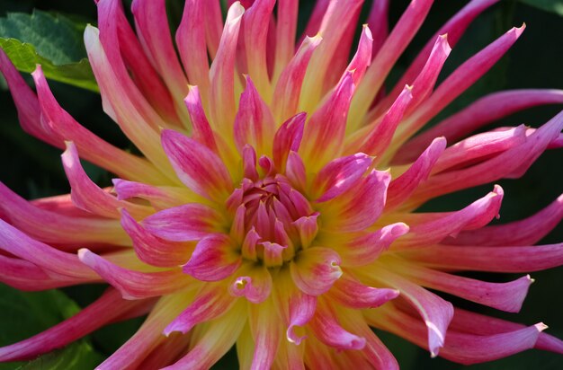 Photo du dessus de la fleur de dahlia fraîche rose et jaune