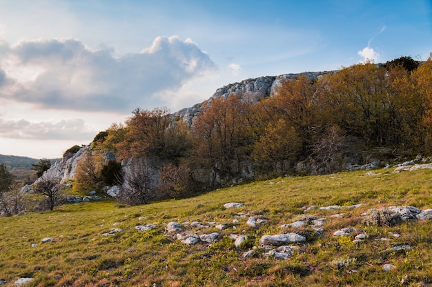 Photo du haut de la montagne Ai-Petri, l'arbre pousse sur le rocher, bel horizon et ciel bleu avec des nuages blancs