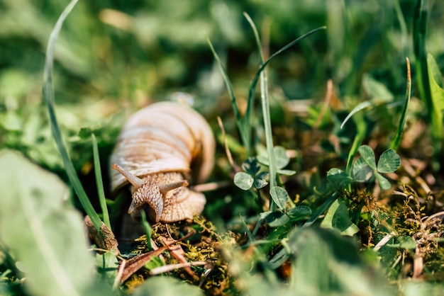 Photo photo du petit escargot dans l'herbe